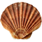 nuschel.png